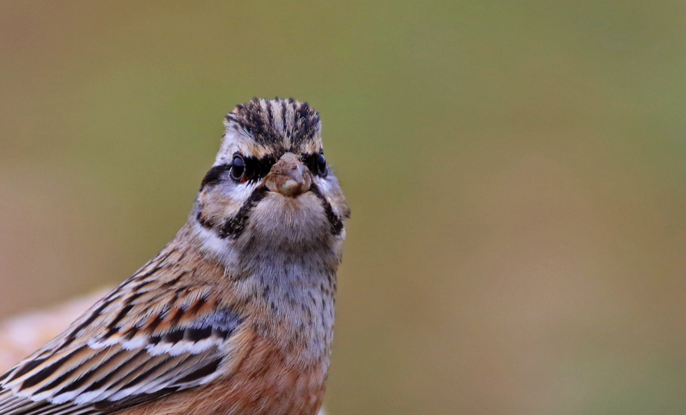 Rock Bunting
